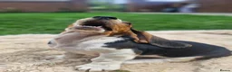 Basset Hound dogs for sale: Beautiful Basset Hounds Ready now - Advert 18