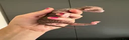 Devon Rex cats for sale: 2026 Devon Rex litters  - Advert 35