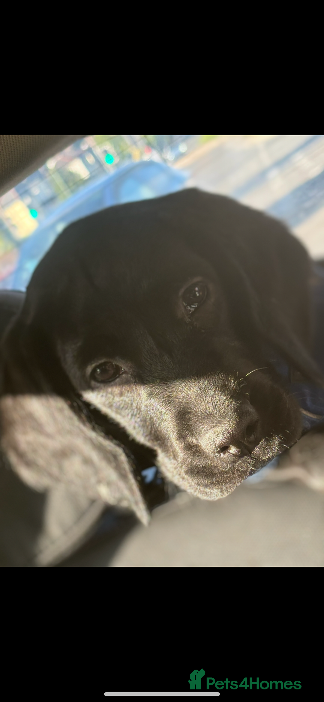 Springador dogs for sale: Springador 1yr old  - Image 1