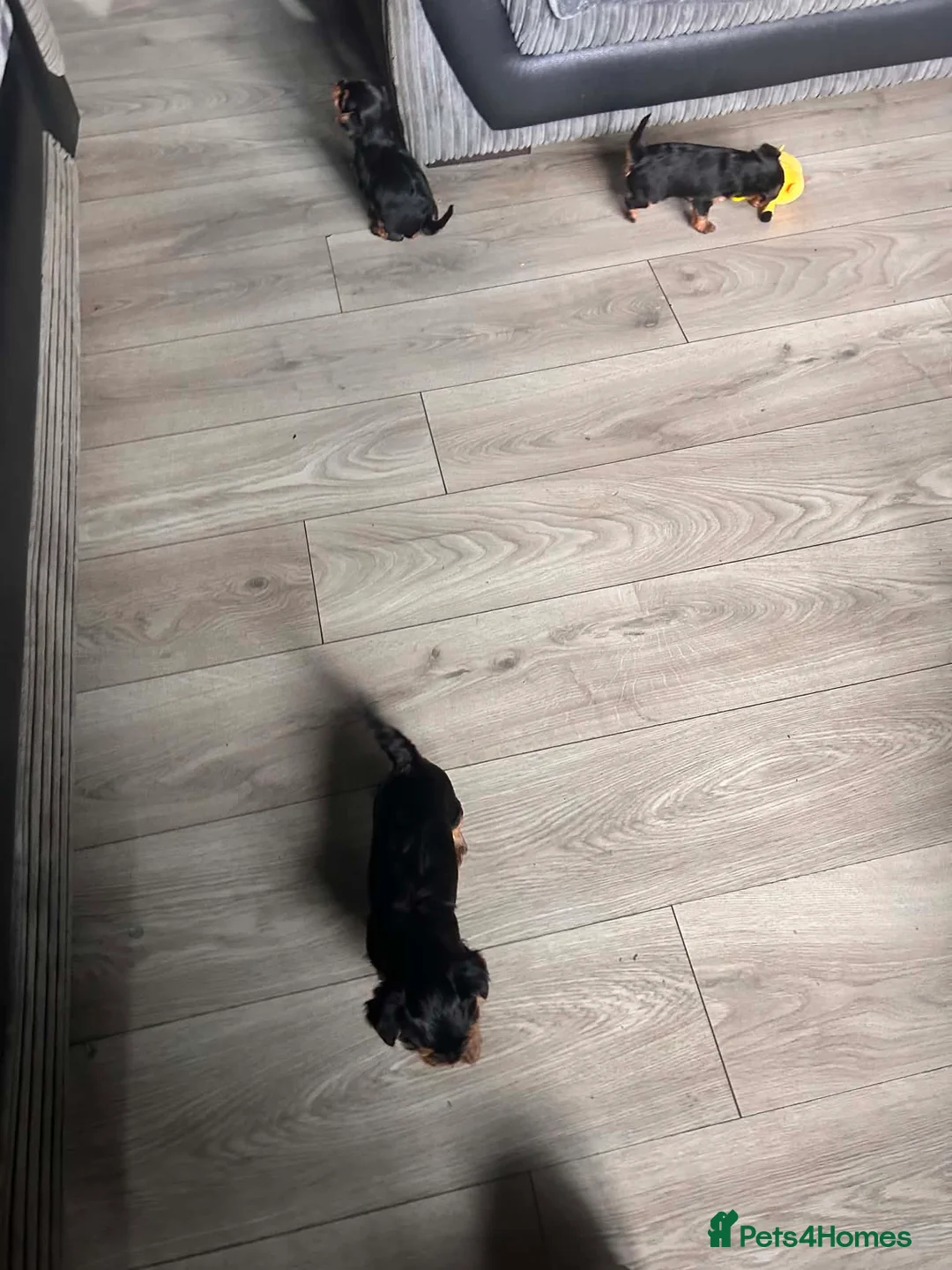 Yorkshire Terrier dogs for sale: Yorkshire terrier puppies  - Advert 2