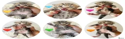 Bengal cats for sale: 🌈 BENGAL KITTENS FOR SALE! 🌈 🩷❤️🧡💛💚🩵 - Advert 2
