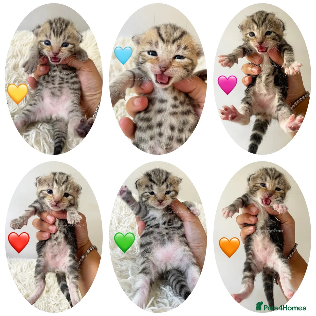 Bengal cats for sale: 🌈 BENGAL KITTENS FOR SALE! 🌈 🩷❤️🧡💛💚🩵 - Advert 2