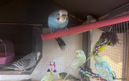 Budgerigars birds for sale: Budgies for sale - Image 34