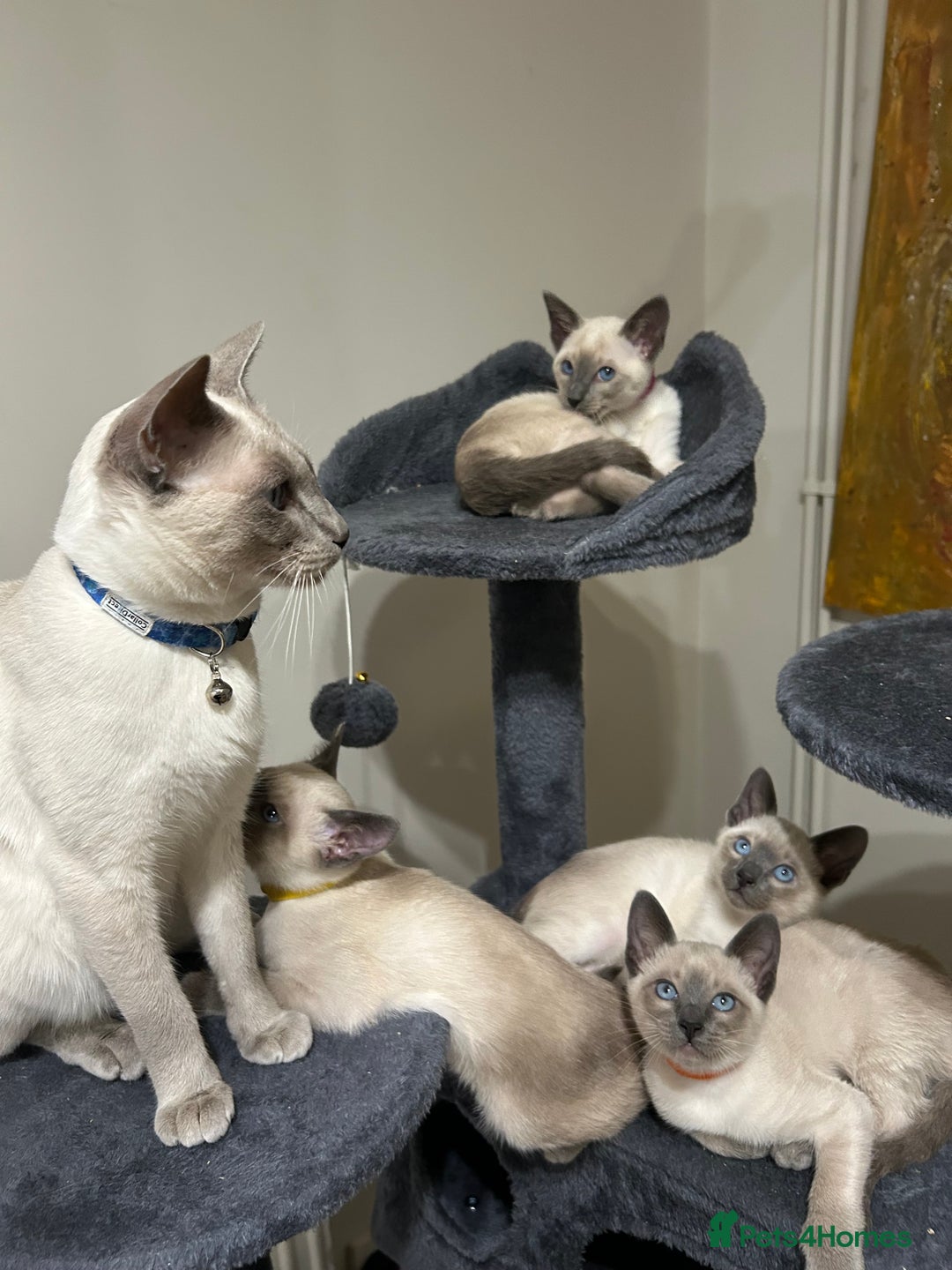 Siamese cats for sale: Orthodox Siamese - Advert 6