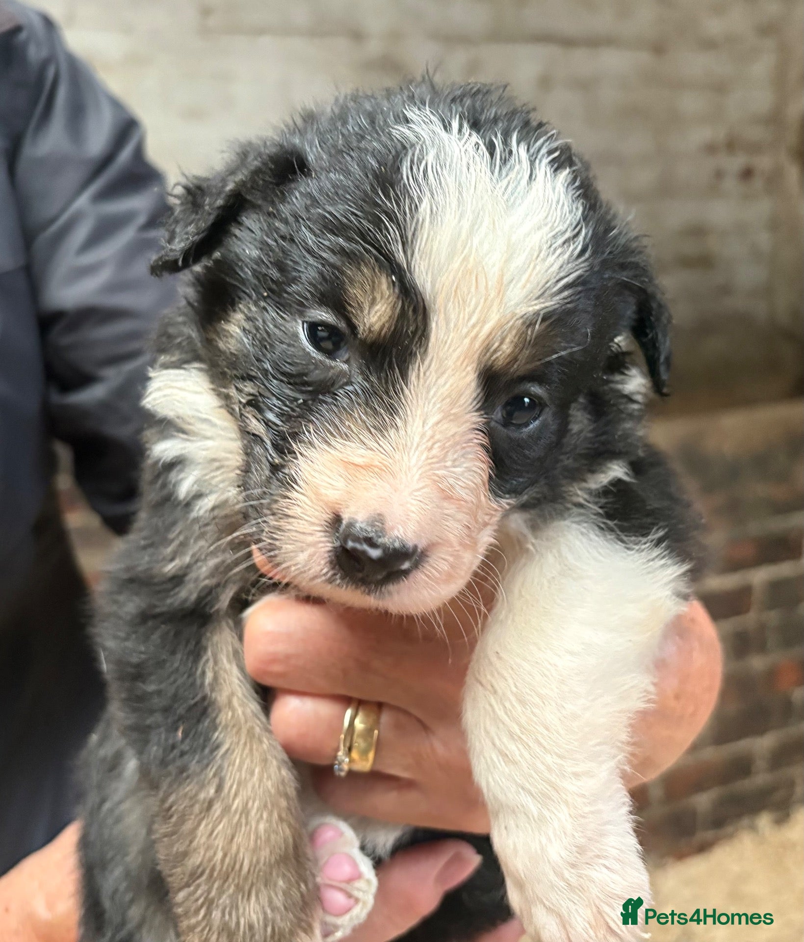 Border Collie dogs Farm Bred Border Collie puppies  - Advert 2
