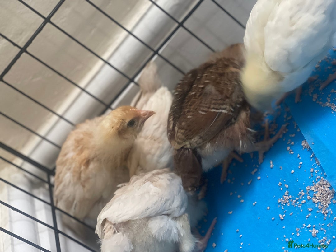 Mixed Breed poultry for sale: Chicks for £15 - Image 2