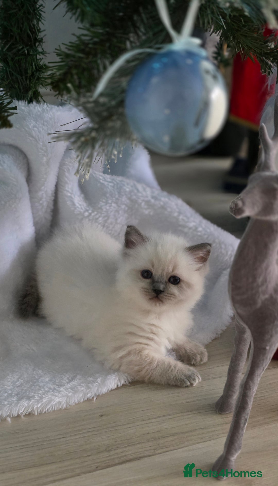 Ragdoll cats for sale: Ragdoll Blue Point Male Kitten - Advert 5