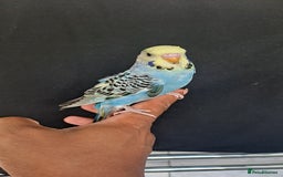 Budgerigars birds for sale: Silly hand tamed baby budgies for sale  - Image 11