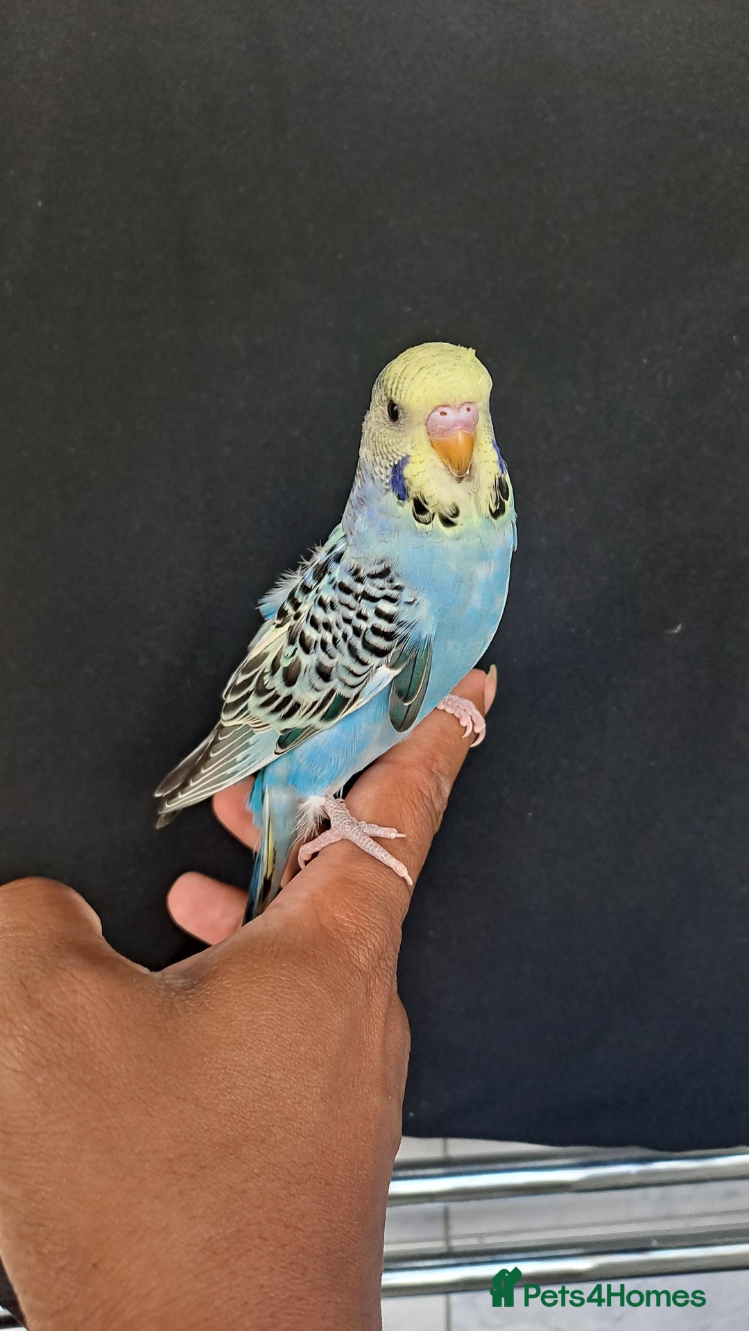 Budgerigars birds for sale: Silly hand tamed baby budgies for sale  - Image 11