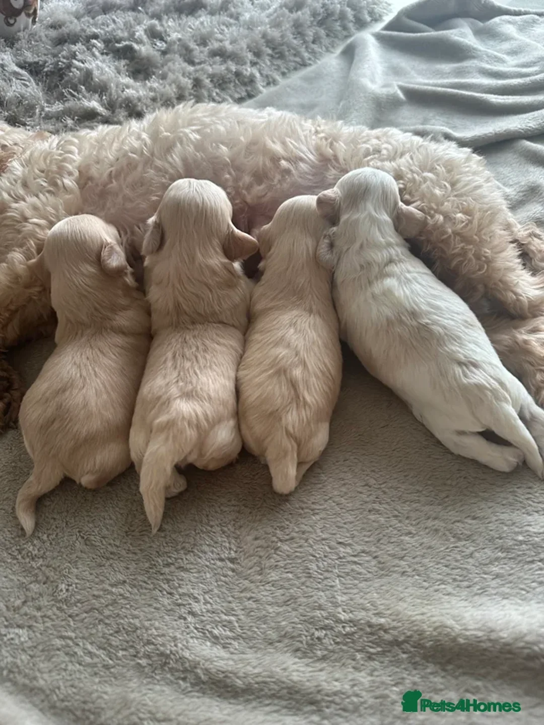 Maltipoo dogs for sale: Tiny Maltipoo boy - Advert 9