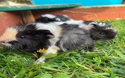 Guinea Pig rodents for sale: Ready to leave - Image 3