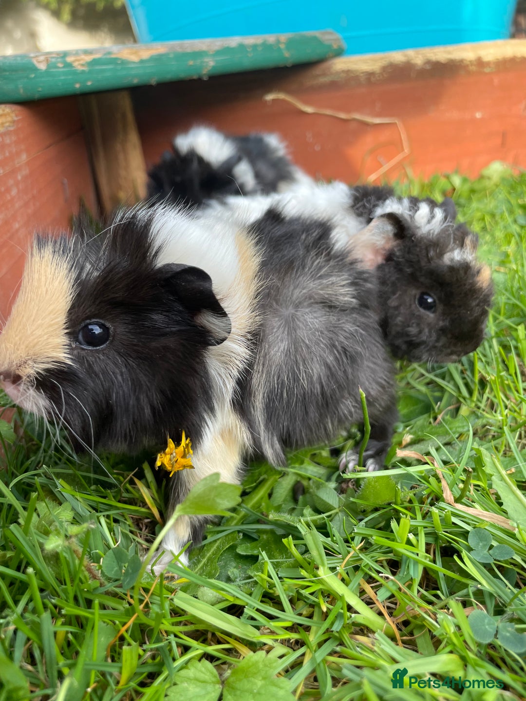 Guinea Pig rodents for sale: Ready to leave - Image 3