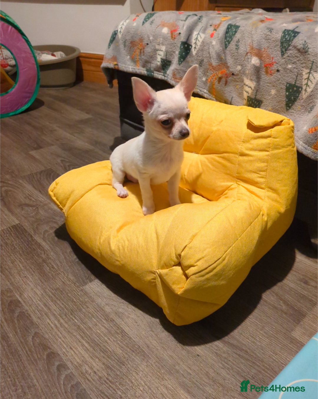 Chihuahua dogs ONE toy pedigree Chihuahua - Advert 7