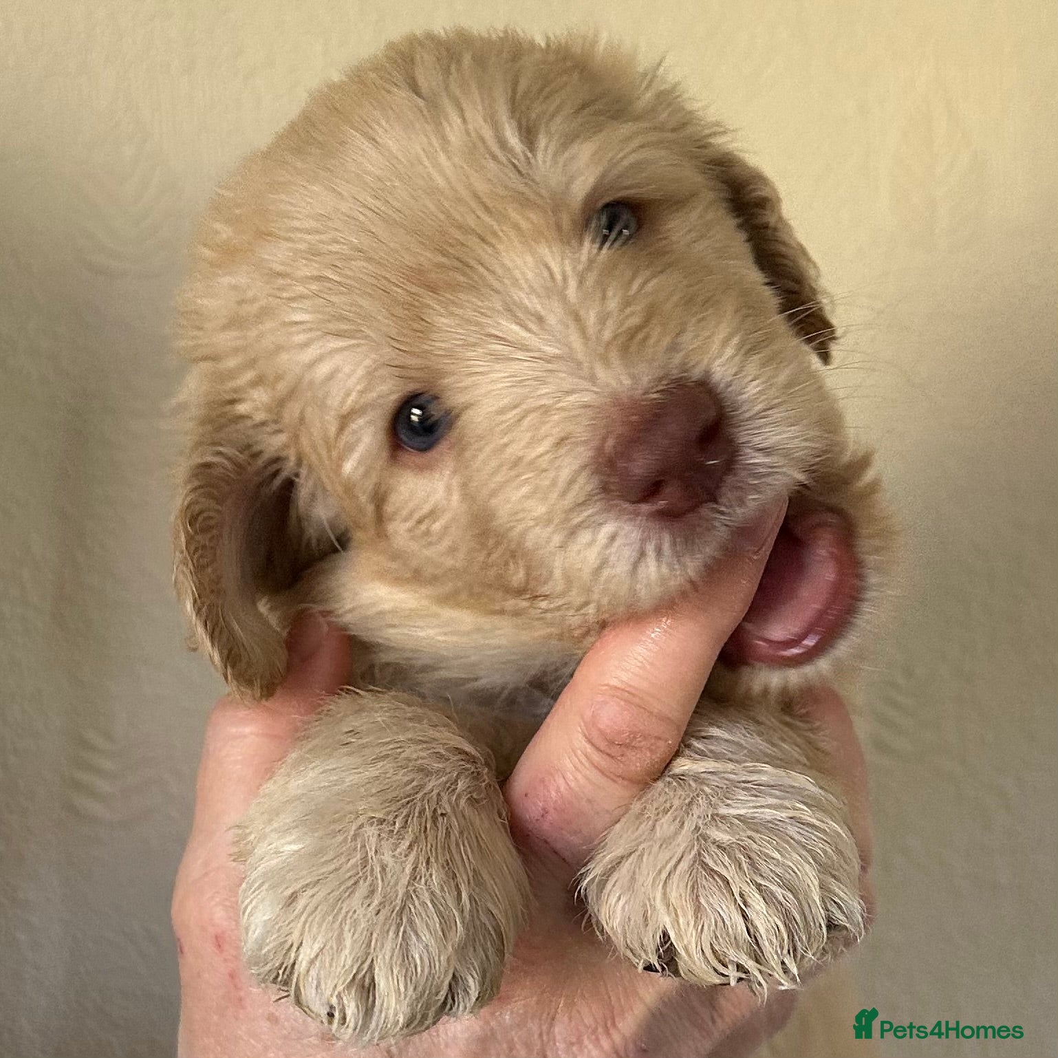 Double Doodle dogs Stunning Standard F3 Labradoodles  - Advert 2