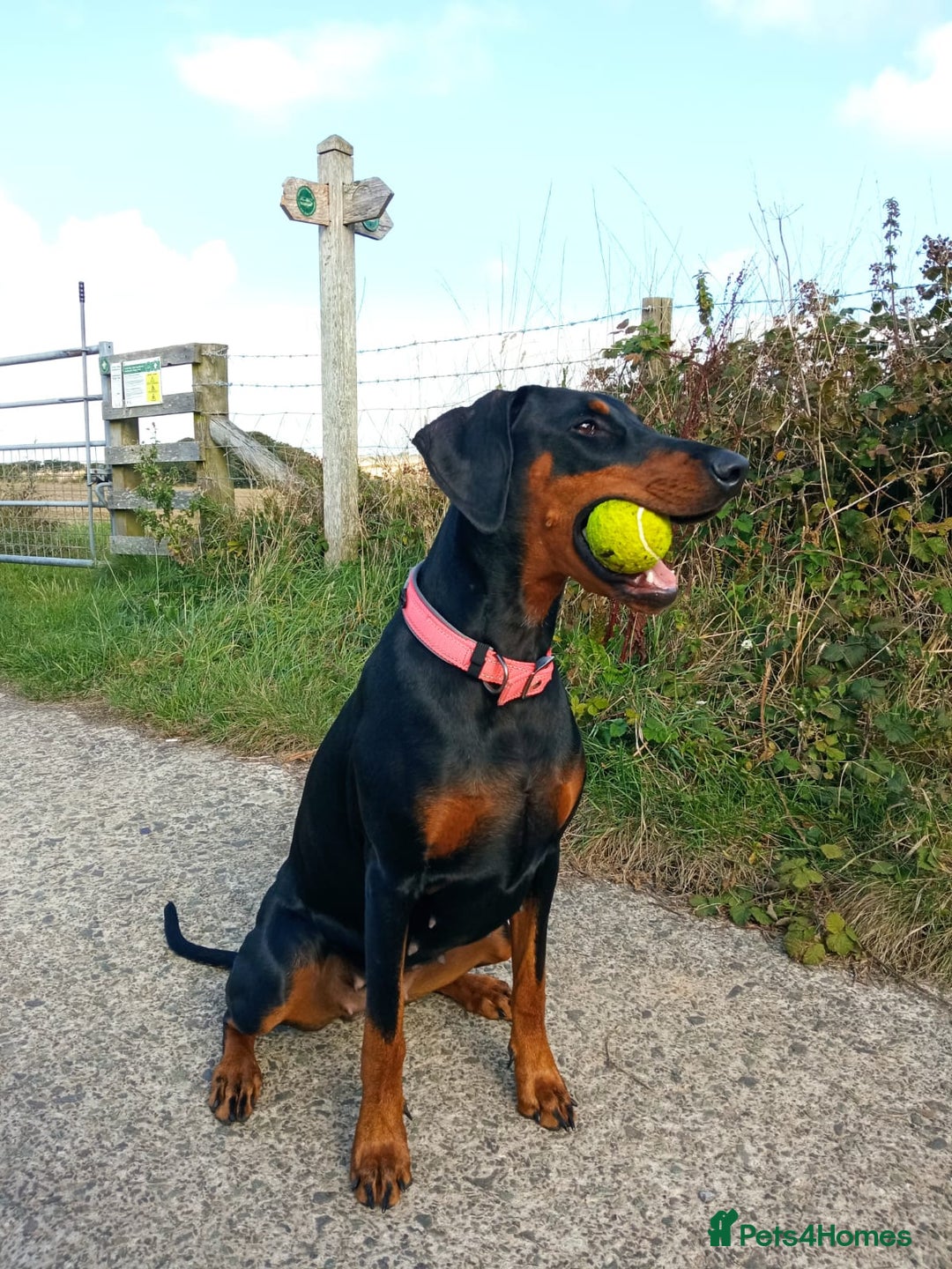 Dobermann dogs for sale: Dobermann puppies - Image 25