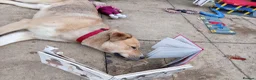 Mixed Breed dogs for sale: Husky Cross Looking for His Forever Home - Advert 4