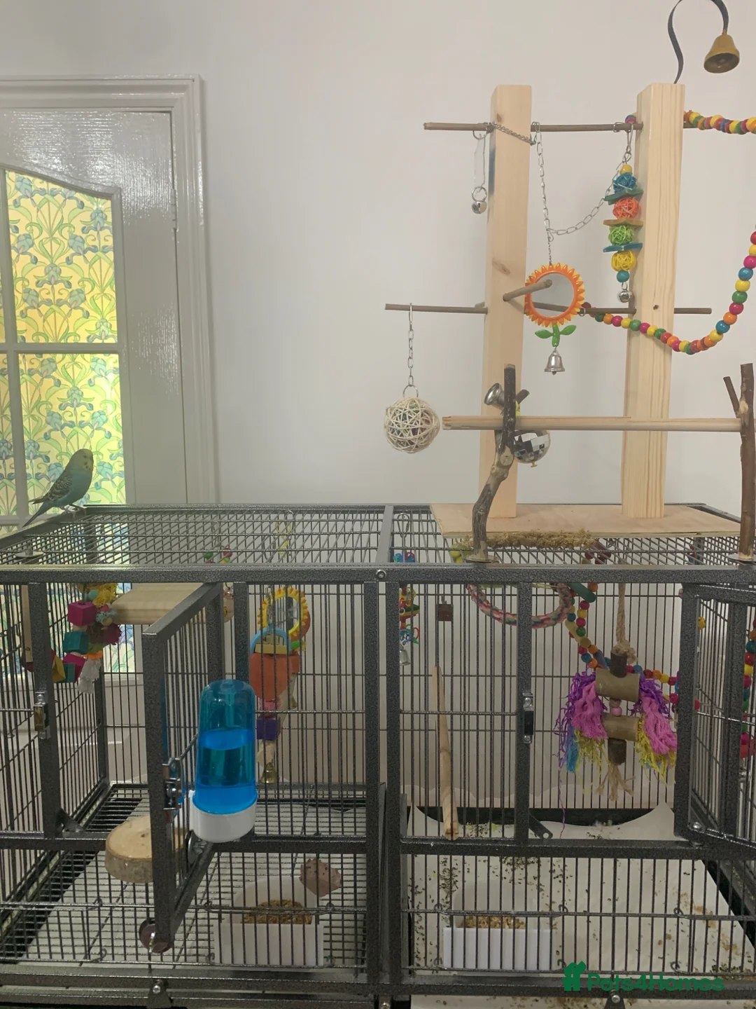 Budgerigars birds for sale: Two male Budgies - Advert 6