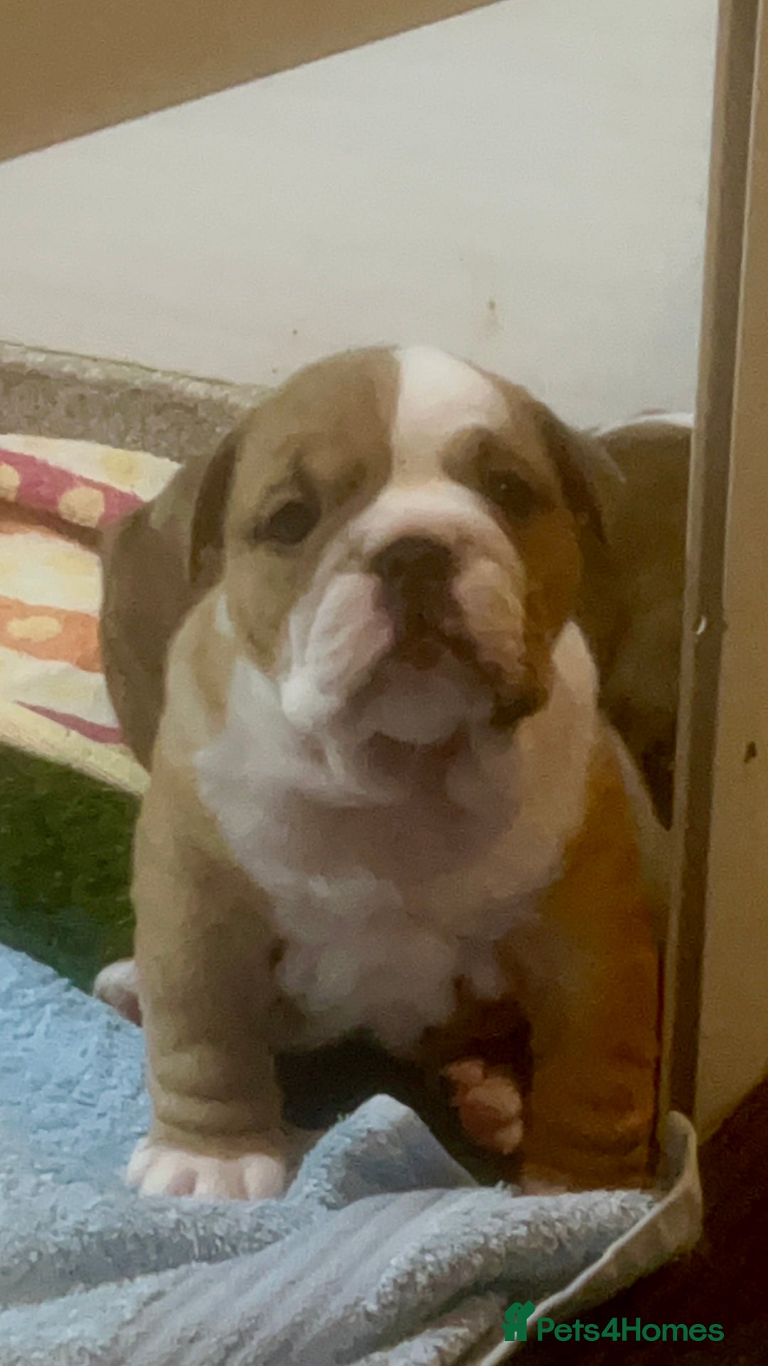 English Bulldog dogs for sale: Champion Sired KC Reg Bulldog Puppies  - Advert 13