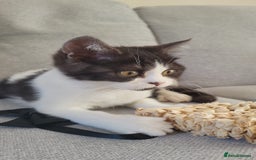 British Shorthair cats for sale: Little Man Waiting For His Forever Home! So Cuddly - Image 3