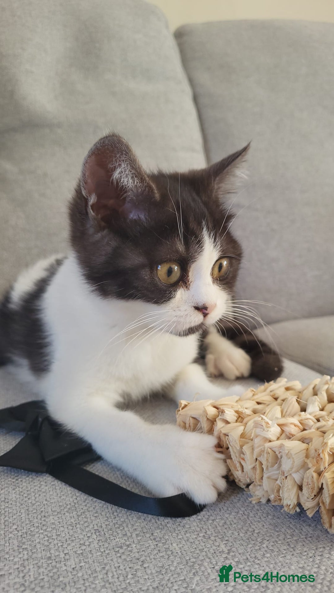 British Shorthair cats for sale: Little Man Waiting For His Forever Home! So Cuddly - Image 3