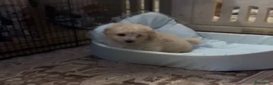 Poochon 1
