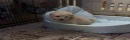 Poochon dogs for sale: Ready now,Beautiful poochon puppies - Advert 12