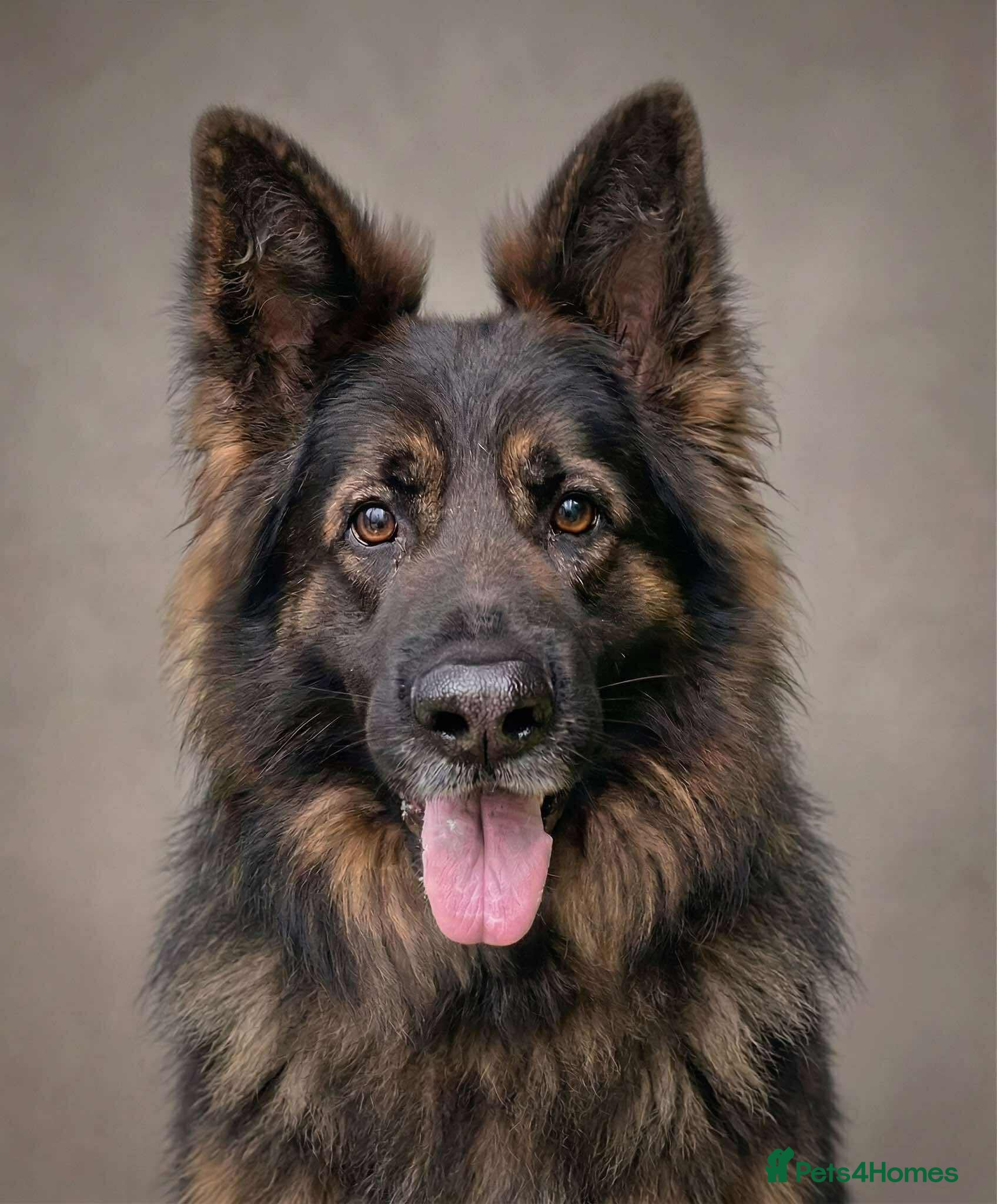 German Shepherd dogs Jerry Available At Stud Fully Health Tested Clear - Advert 14