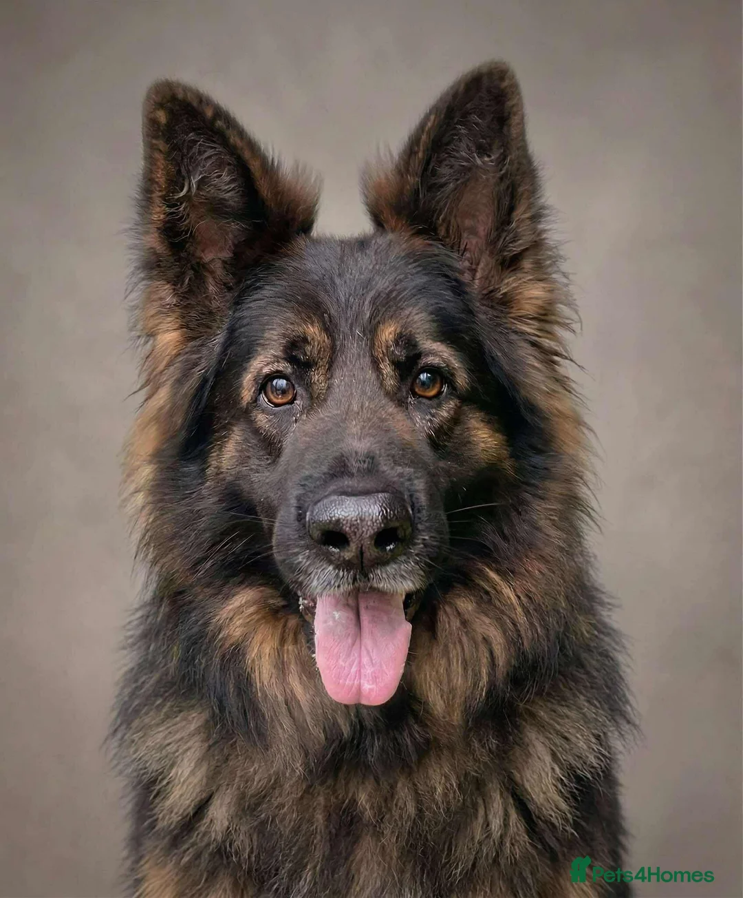 German Shepherd dogs for stud: Jerry Available At Stud Fully Health Tested Clear - Advert 1