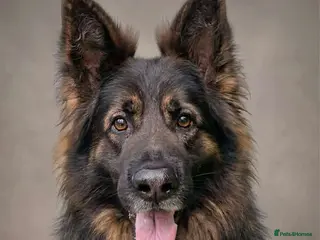 German Shepherd dogs Jerry Available At Stud Fully Health Tested Clear - Advert 14