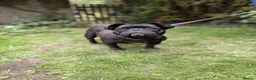 French Bulldog dogs for sale: KC registered French Bulldog female in Newport - Advert 3