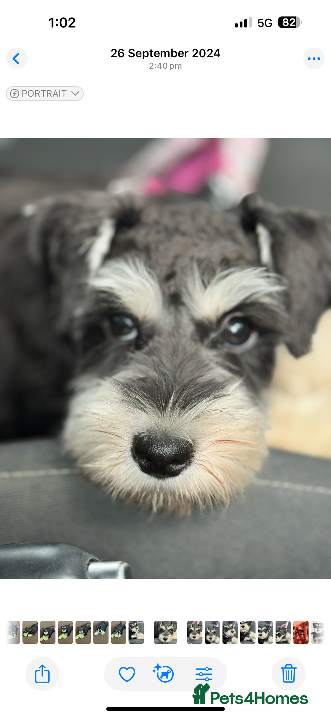 Miniature Schnauzer dogs for sale: Absolutely stunning girl 18months old  - Advert 3