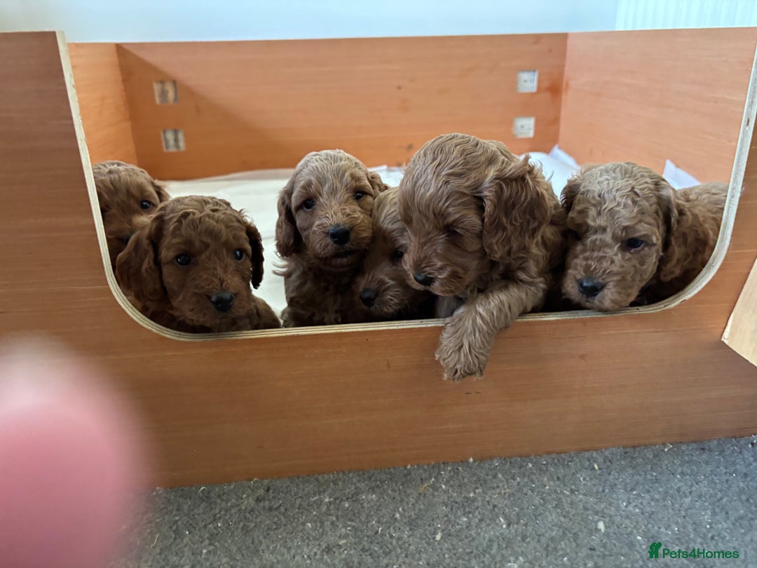 Cockapoo dogs for sale: Gorgeous Cockerpoo Puppies - Image 11