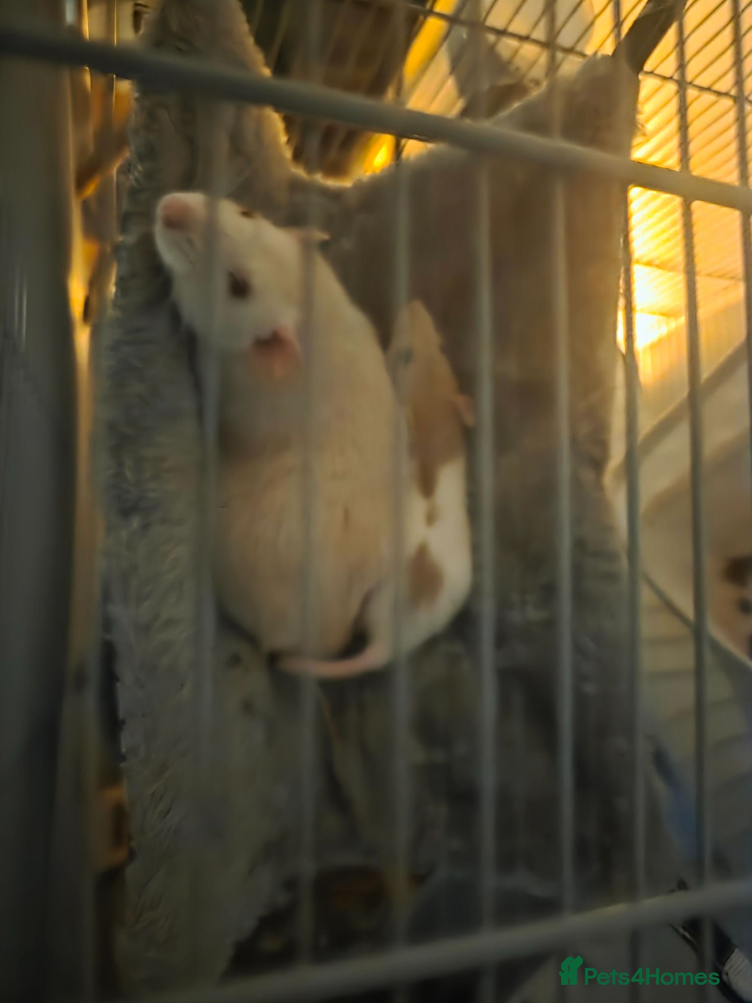 Rat rodents Duchess and Biscuits  - Advert 1
