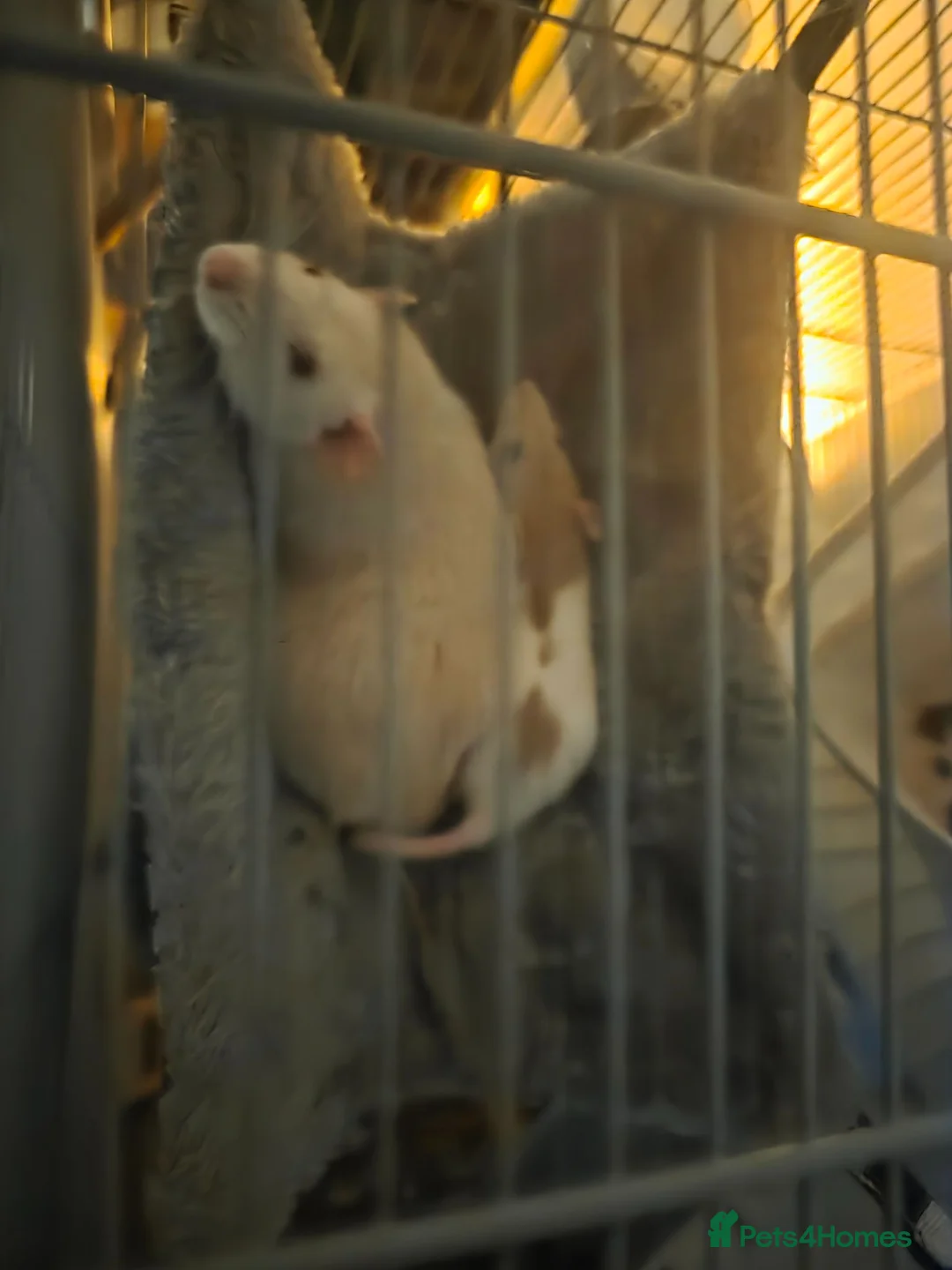Rat rodents for sale: Duchess and Biscuits  - Advert 1