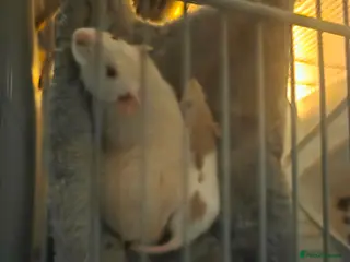 Rat rodents Duchess and Biscuits - Advert 1