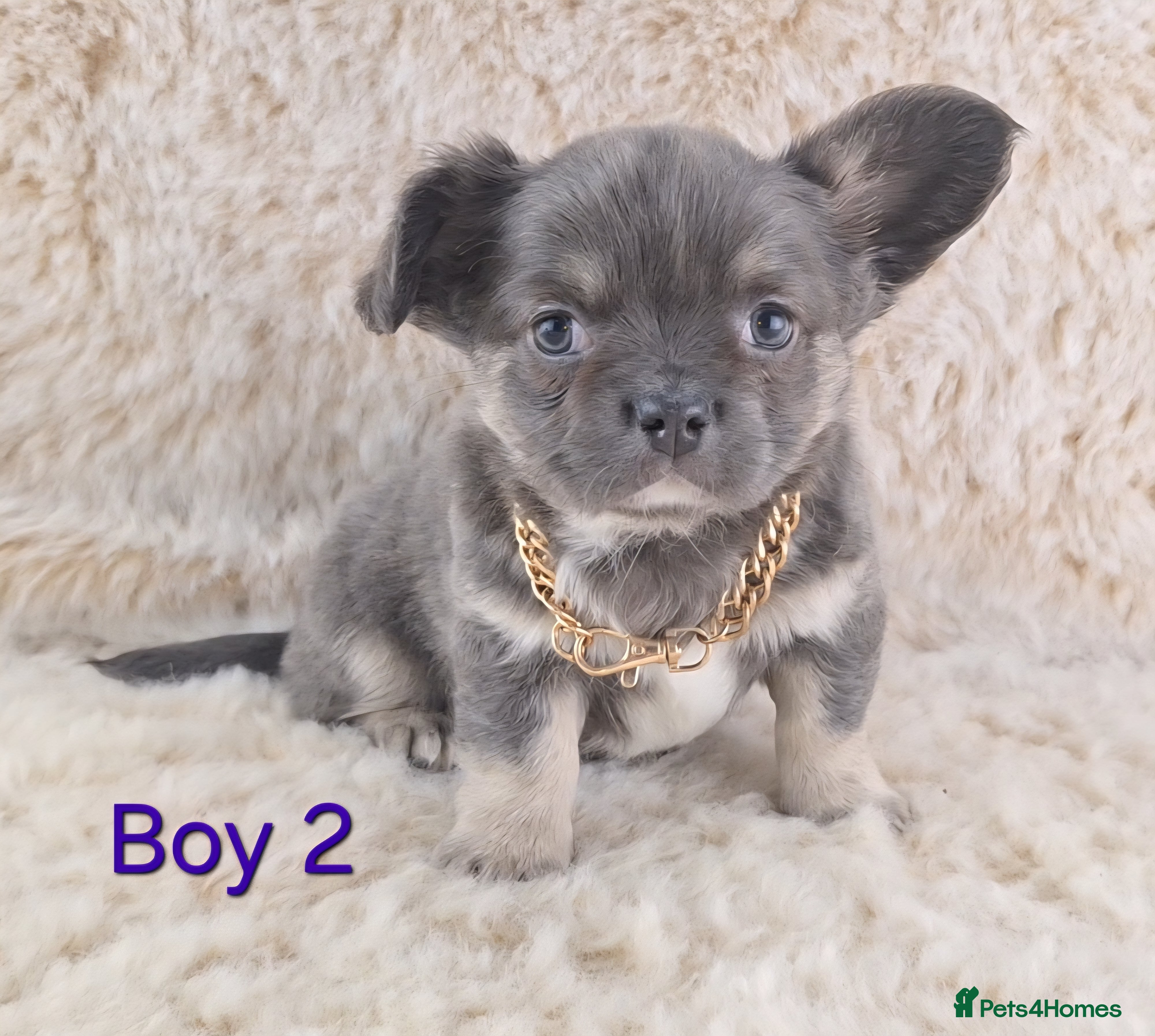 Chihuahua dogs  Chihuahua X French Bulldog Puppies  - Advert 1