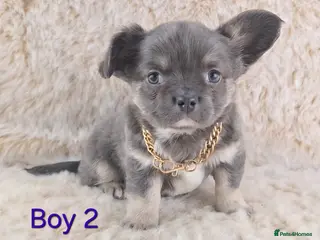 Chihuahua dogs Chihuahua X French Bulldog Puppies - Advert 16