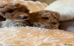 Cockapoo dogs for sale: F2b cockapoo puppies  - Image 5