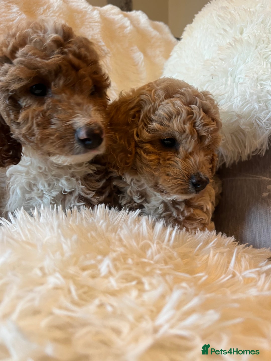 Cockapoo dogs for sale: F2b cockapoo puppies  - Image 5