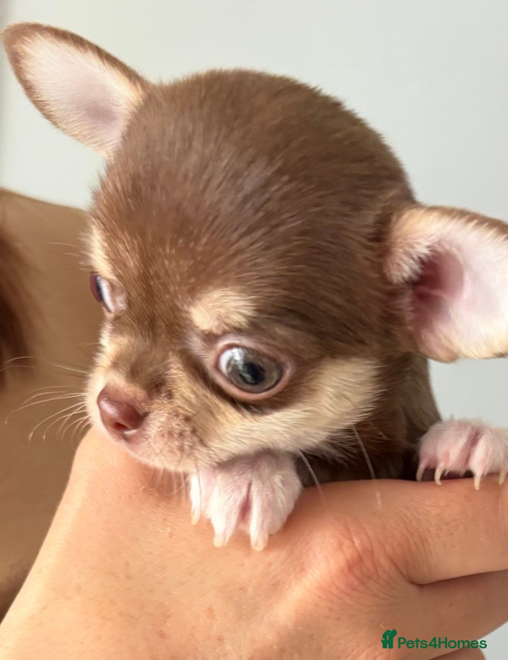 Chihuahua dogs 4 Chihuahua puppies for sale  - Advert 17