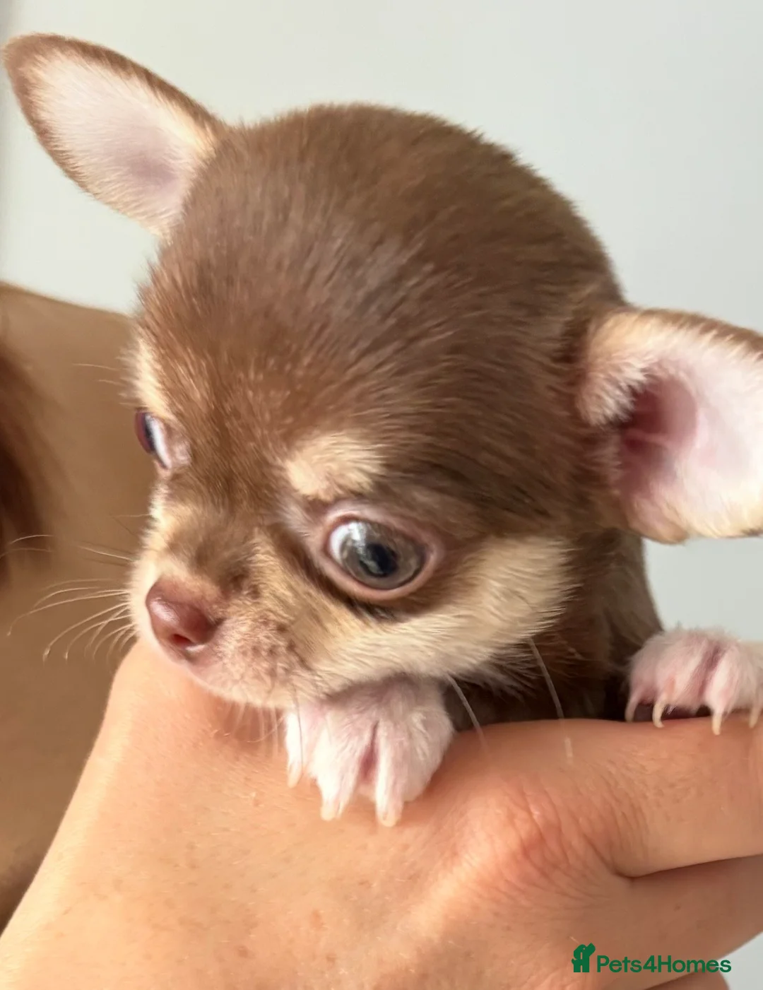 Chihuahua dogs for sale: 4 Chihuahua puppies for sale  - Advert 1