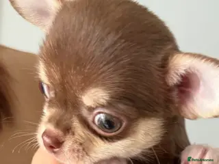 Chihuahua dogs 4 Chihuahua puppies for sale - Advert 17