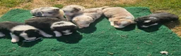 Border Collie dogs for sale: Beautiful Border Collies For Sale - Advert 1