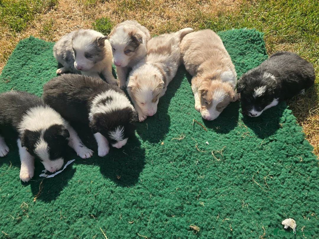 Border Collie dogs for sale: Beautiful Border Collies For Sale - Advert 1