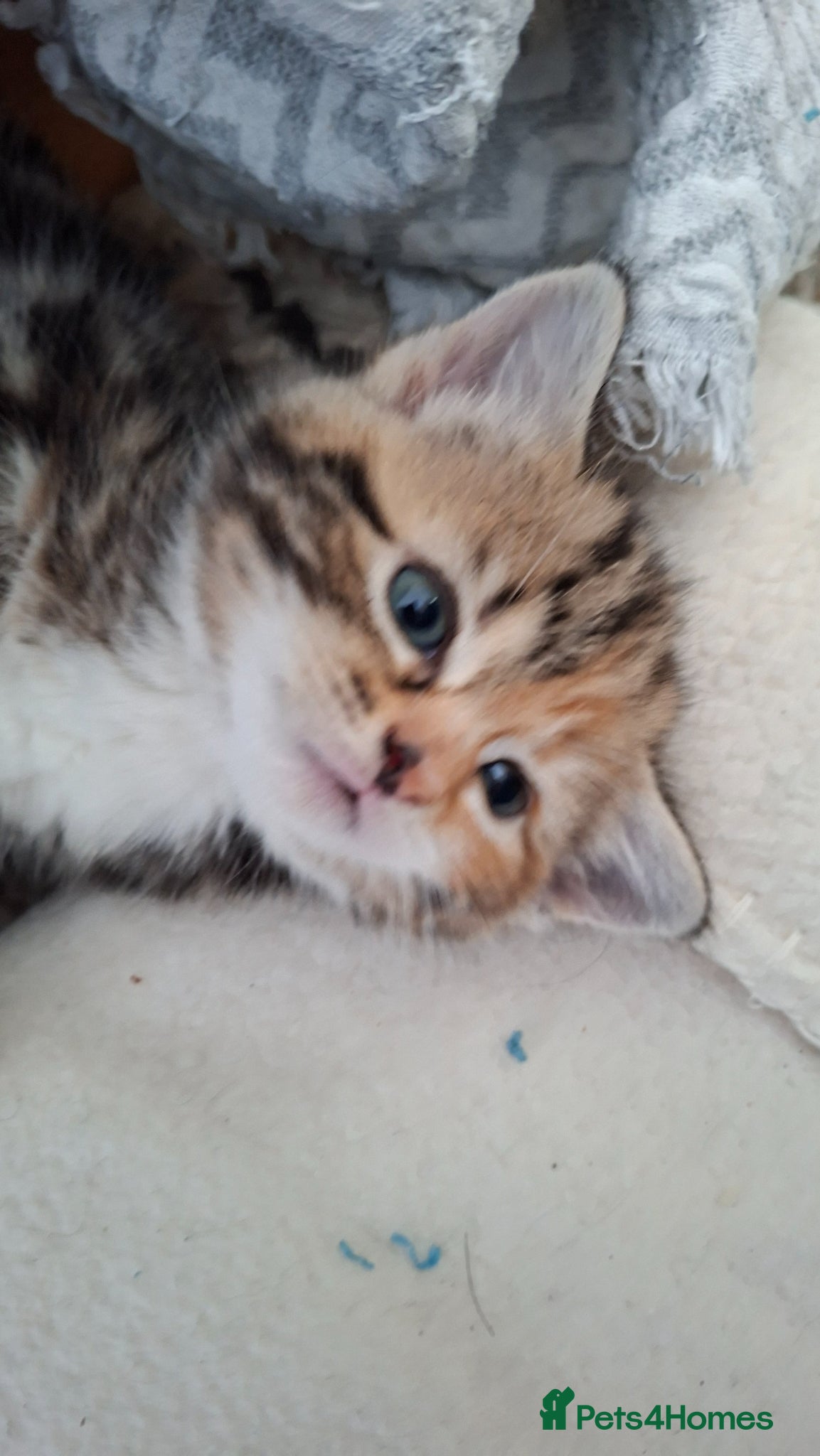 Mixed Breed cats Beautiful kittens for sale with stunning markings. - Advert 10