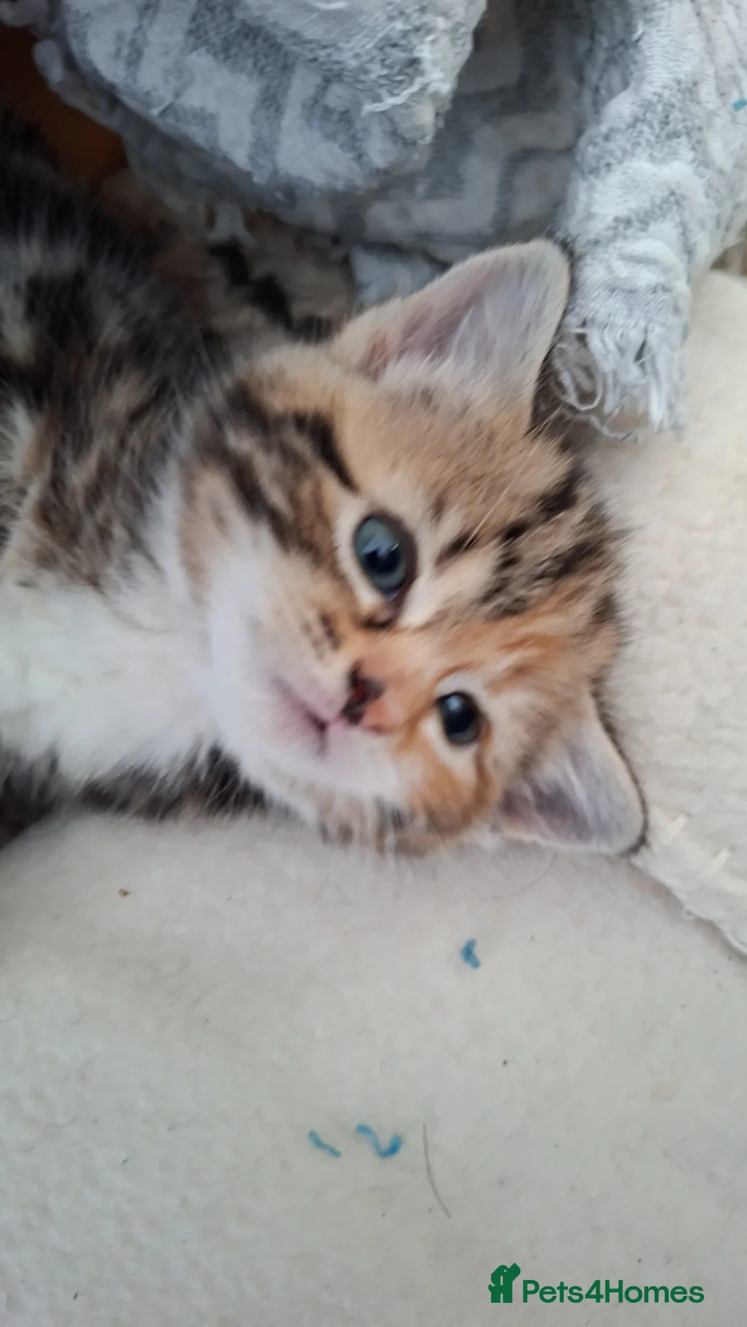 Mixed Breed cats for sale: Beautiful kittens for sale with stunning markings. in Newton Abbot - Advert 1
