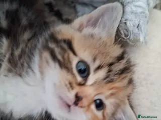 Mixed Breed cats Beautiful kittens for sale with stunning markings. - Advert 2