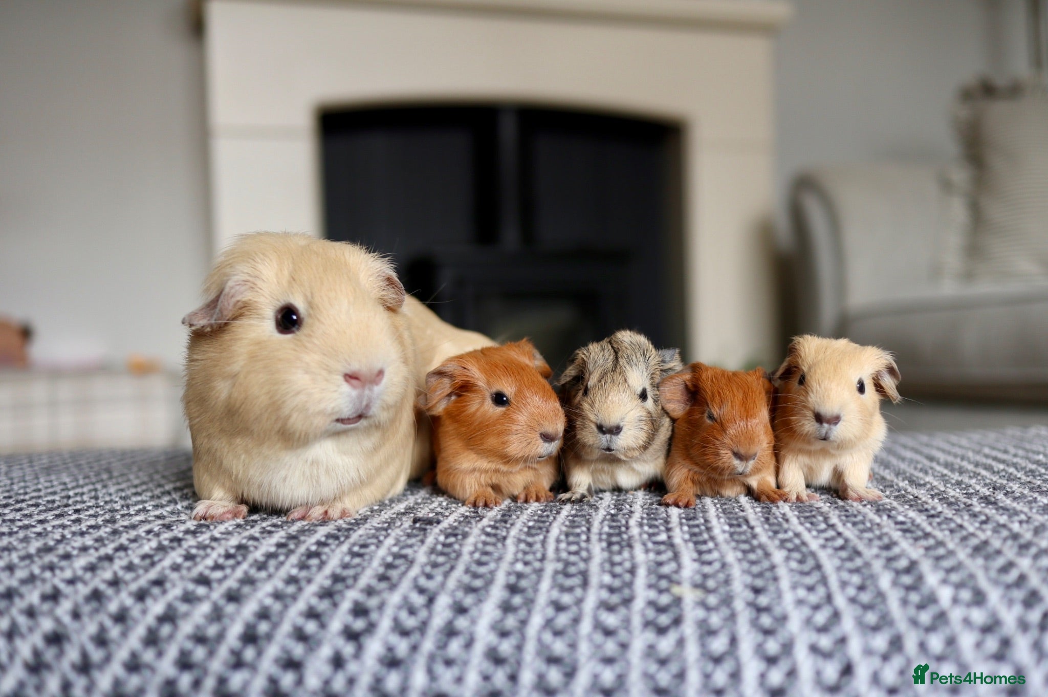 Guinea Pig rodents Beautiful Baby Guinea Pigs – Ready to Reserve  - Advert 10