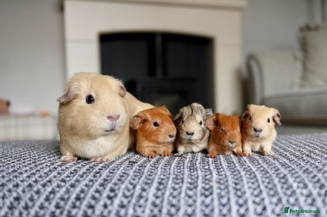 Guinea Pig rodents for sale: Beautiful Baby Guinea Pigs – Ready to Reserve  - Advert 1