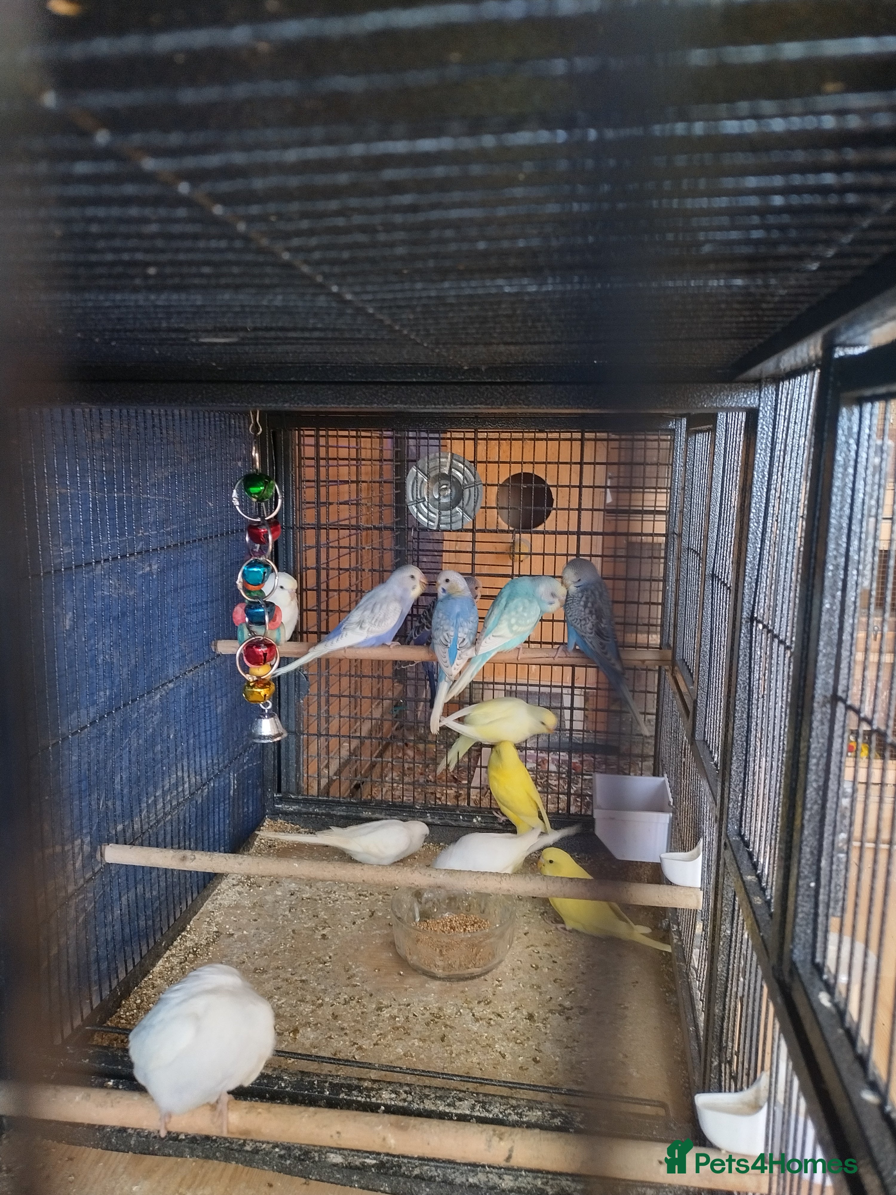 Budgerigars birds For sale  - Advert 19